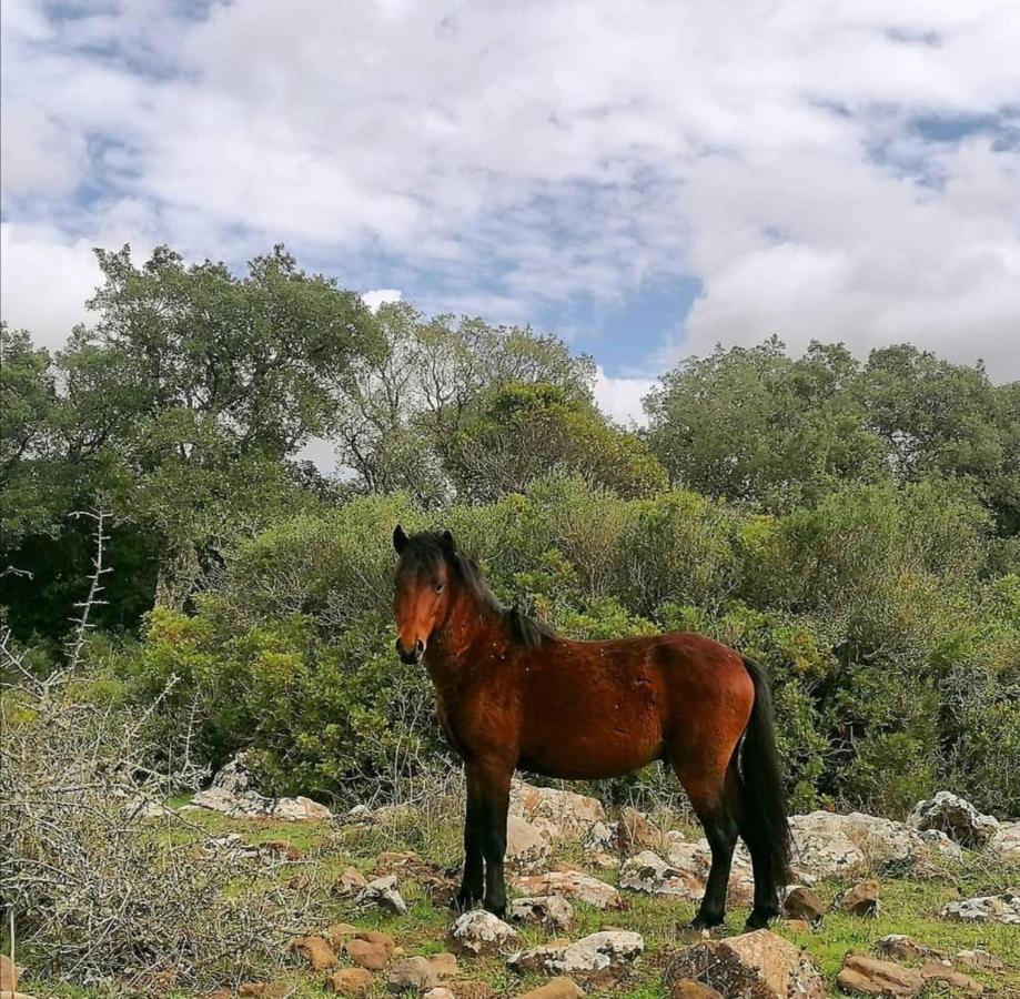 Casa Susanna Rural Sardinia Sini Eksteriør billede